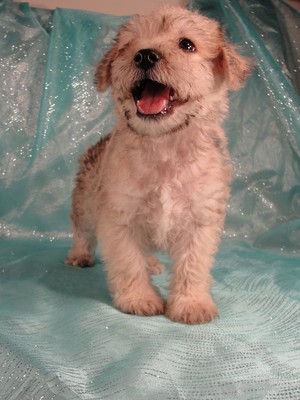 Male Schnoodle Puppies|Born May 28, 2012|Ready Now|Iowa sale